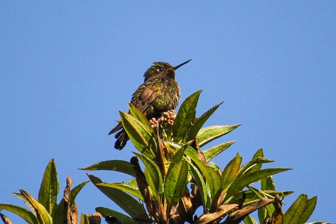 Birdwatching Tour in Cajas National Park from Cuenca - Practical ways to get more from the day
