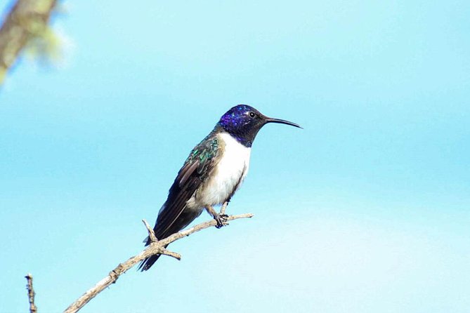 Birdwatching Tour in Cajas National Park from Cuenca - Birding around 3,800 meters in the upper park