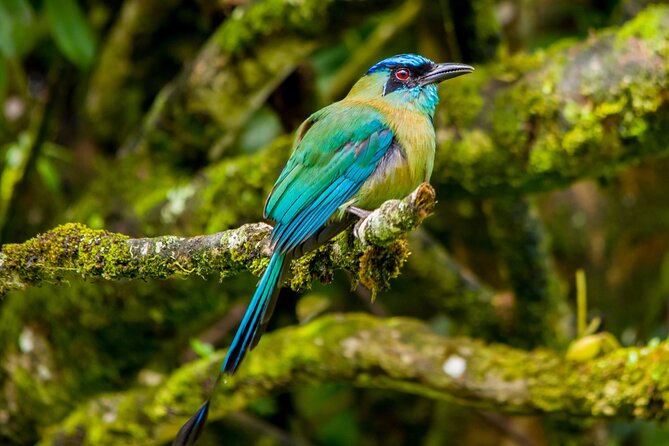 Birdwatching Tour: unlock the wonder, whether beginner or advanced - A gentle walk with serious birding potential