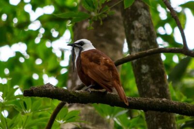 Birdwatching Tour: unlock the wonder, whether beginner or advanced