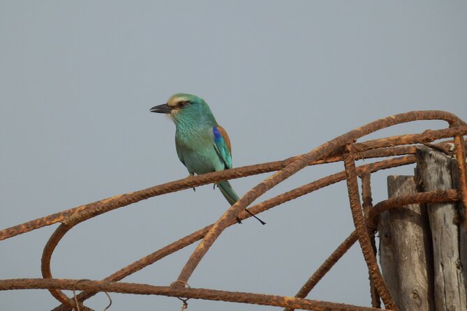 Birdwatching tours - A flexible half-day route through forests and wetlands