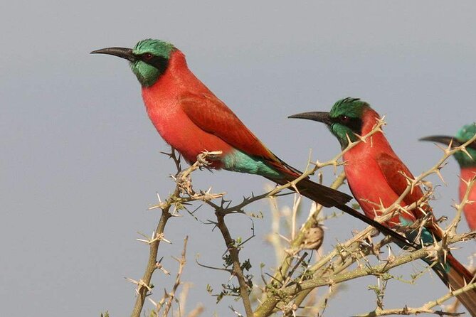 Birdwatching tours - What the forests add to the experience
