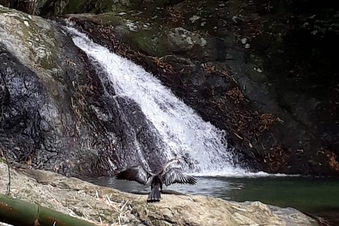 Birdwatching, Waterfall, Rainforest and Island Nature Tours - Why Michael makes the birds easier to find