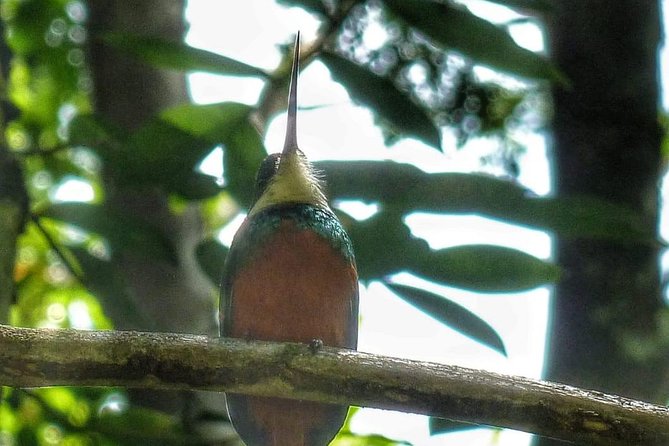 Birdwatching, Waterfall, Rainforest and Island Nature Tours - Argyle Waterfalls adds a walk and a swim