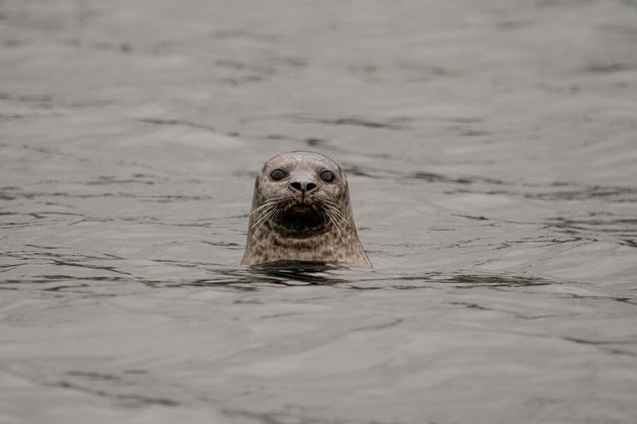 Bleik: Whale Watching by Speedboat with Puffins and Muffins - Key points before you book