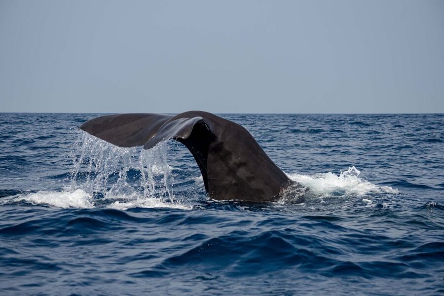 Bleik: Whale Watching by Speedboat with Puffins and Muffins - Should you book the Bleik whale safari?