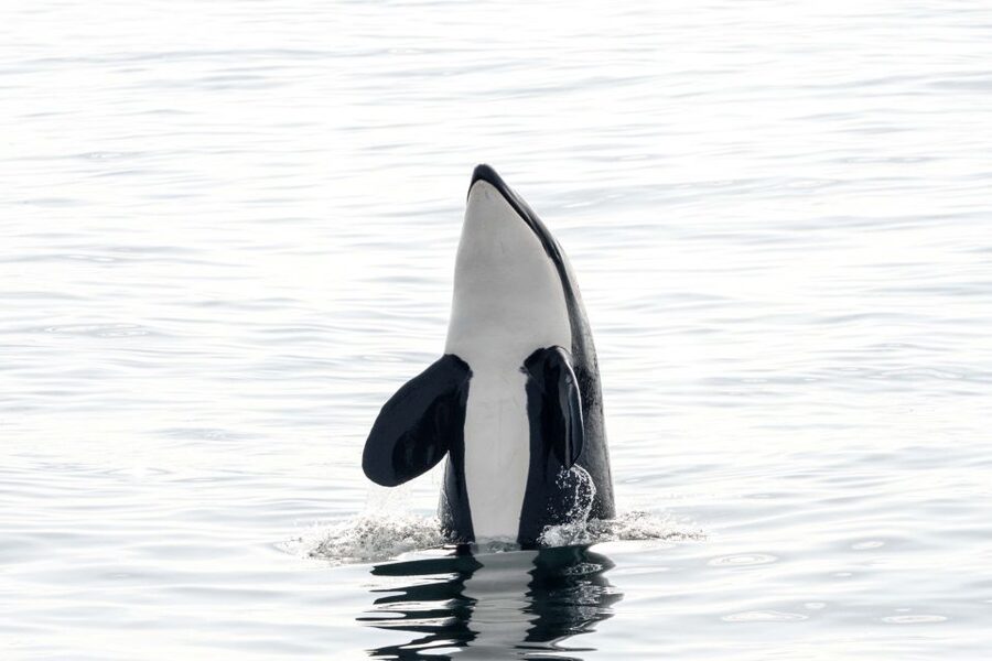 Bleik: Whale Watching by Speedboat with Puffins and Muffins - Across the water toward Bleik Canyon