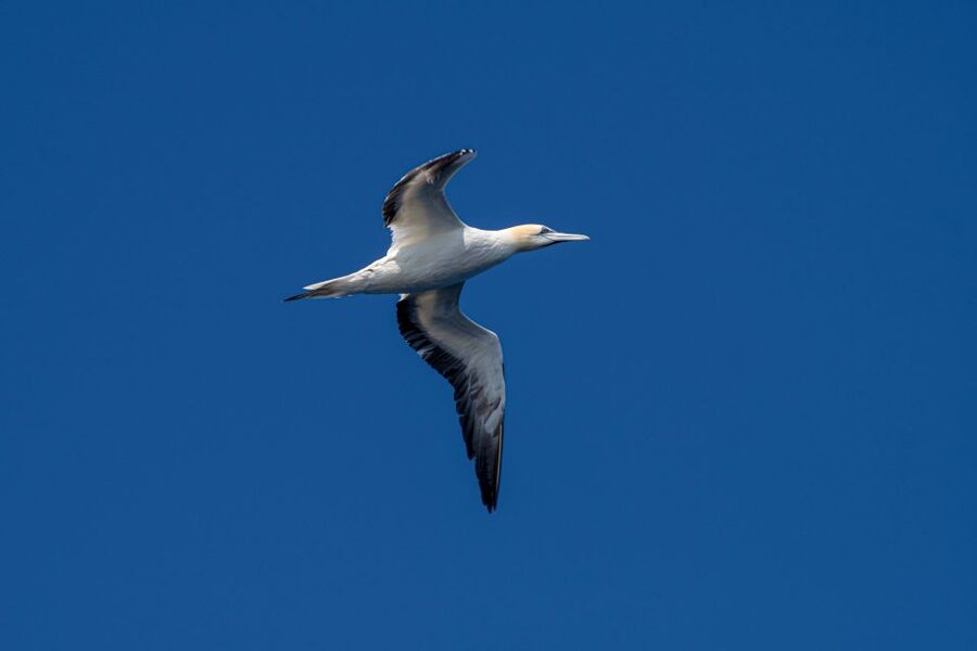 Bleik: Whale Watching by Speedboat with Puffins and Muffins - Whale watching at the canyon