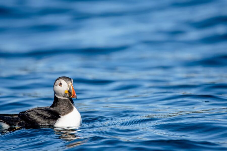 Bleik: Whale Watching by Speedboat with Puffins and Muffins - Puffins, eagles, and the bird-watching stop