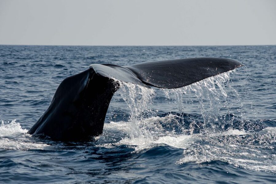 Bleik: Whale Watching by Speedboat with Puffins and Muffins - Why the midnight sun changes the experience