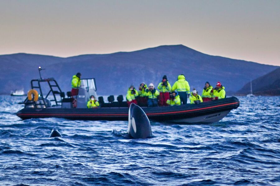 Bleik: Whale Watching by Speedboat with Puffins and Muffins - What the $199 price includes