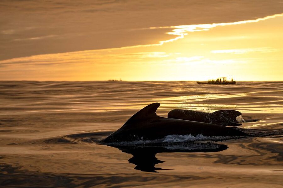 Bleik: Whale Watching by Speedboat with Puffins and Muffins - Who will enjoy this trip most