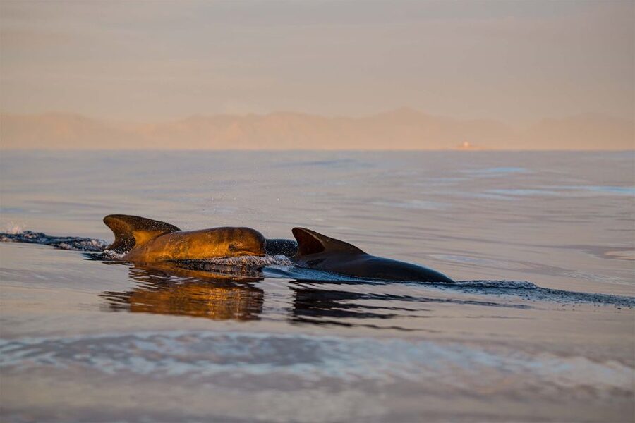 Bleik: Whale Watching by Speedboat with Puffins and Muffins - Getting ready for a fast RIB ride