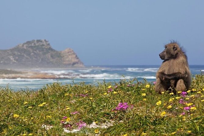 Bo Kaap Cape Point Penguins at Boulders Beach Cape Town - What the $71.22 price really covers