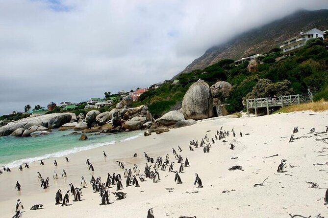 Bo Kaap Cape Point Penguins at Boulders Beach Cape Town - Who will get the most from this outing