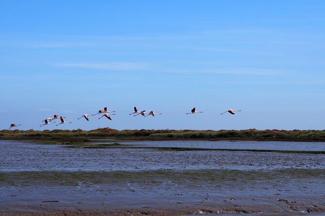 Boat Tour - Bird Observation in the Tejo Nature Reserve - Key things to know before you book