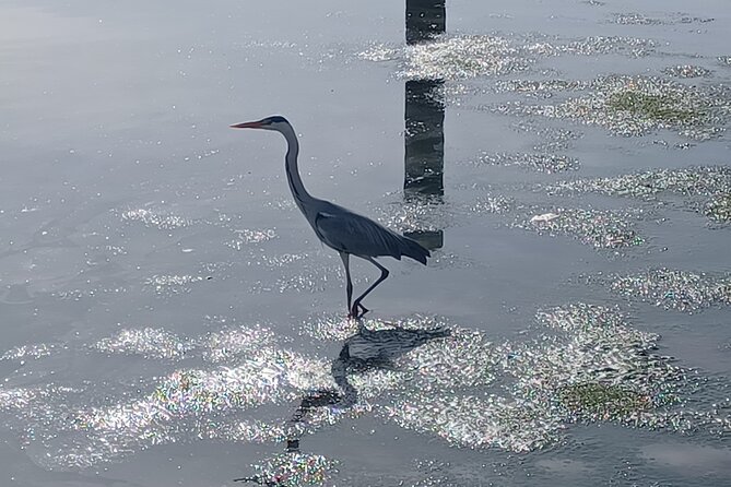 Boat Tour - Bird Observation in the Tejo Nature Reserve - Meeting Carlos Cera on the water