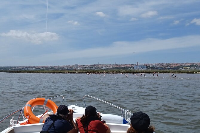 Boat Tour - Bird Observation in the Tejo Nature Reserve - The best parts of the experience