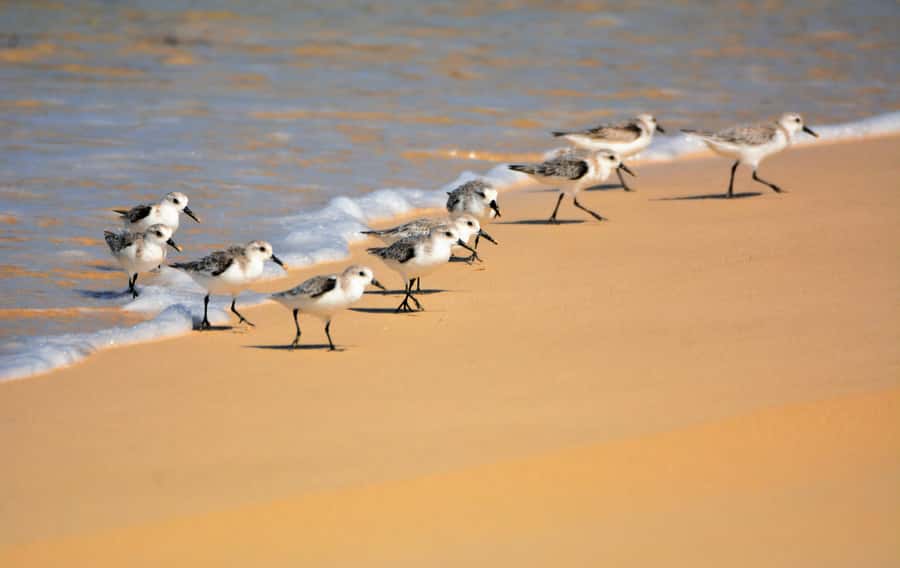 Boavista: Private Birdwatching Expedition in natural Habitat - Key points at a glance