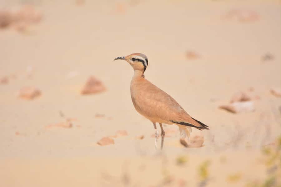 Boavista: Private Birdwatching Expedition in natural Habitat - Who will enjoy this tour most?