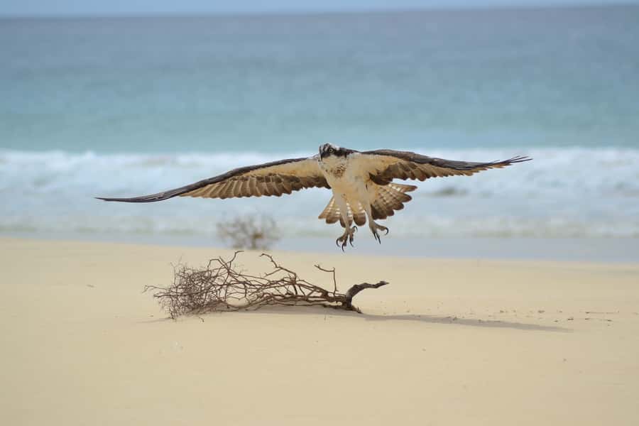 Boavista: Private Birdwatching Expedition in natural Habitat - What the four-hour outing is really like