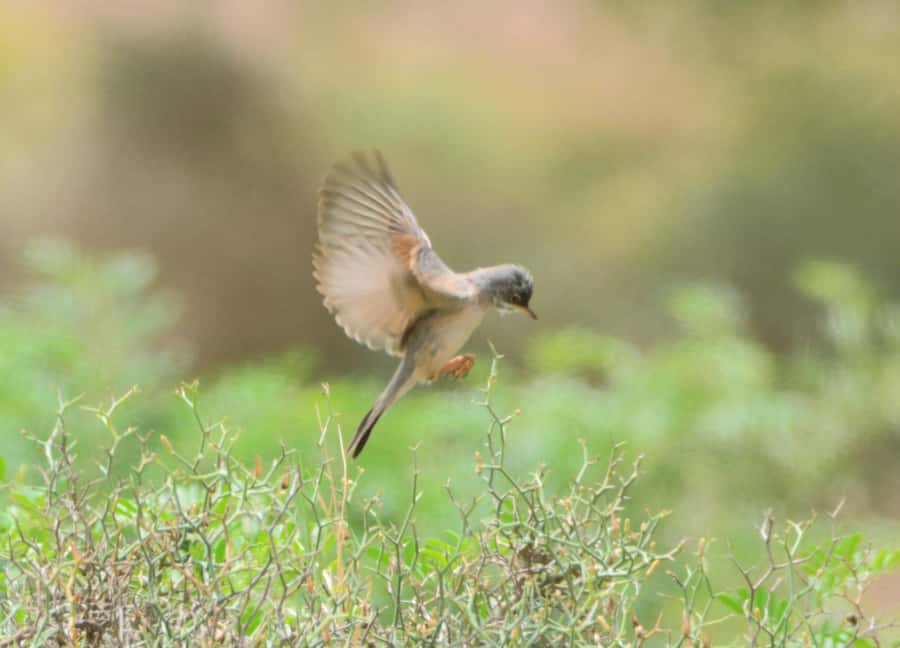 Boavista: Private Birdwatching Expedition in natural Habitat - The birds you might find
