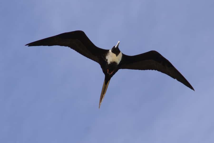 Boavista: Private Birdwatching Expedition in natural Habitat - Why the season matters in September and June