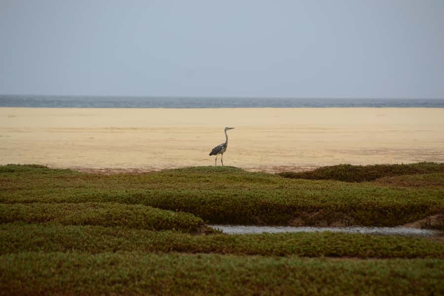 Boavista: Private Birdwatching Expedition in natural Habitat - The 4x4 ride and Boa Vista scenery