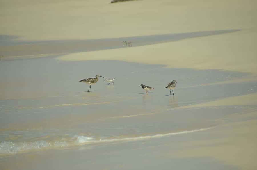 Boavista: Private Birdwatching Expedition in natural Habitat - How private touring changes the experience