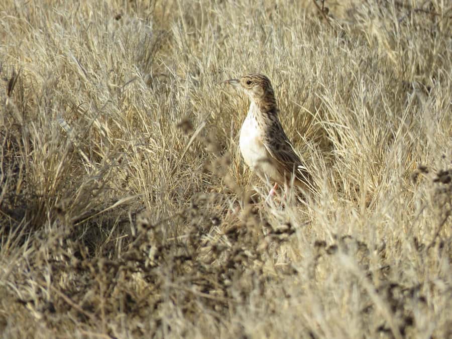 Boavista: Private Birdwatching Expedition in natural Habitat - What to bring for better sightings
