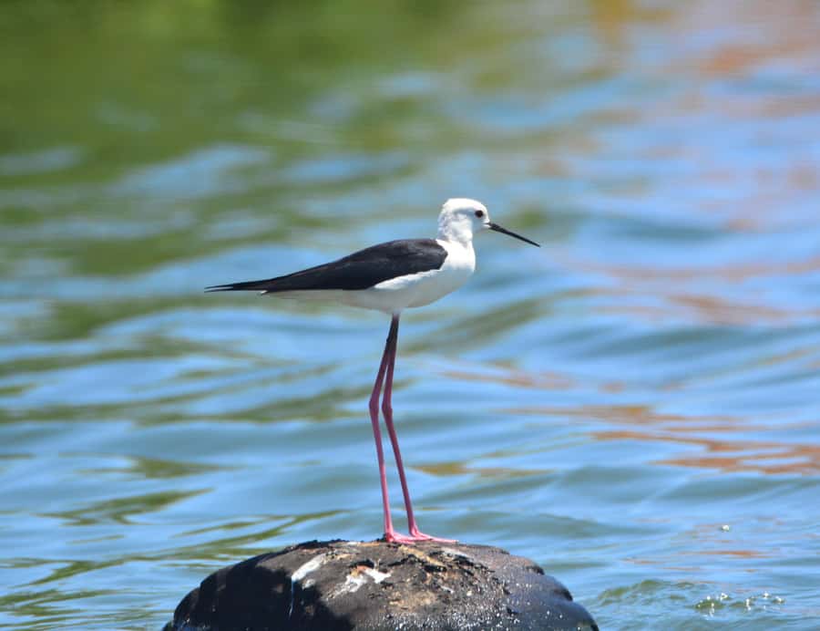 Boavista: Private Birdwatching Expedition in natural Habitat - Guide quality, language, and communication