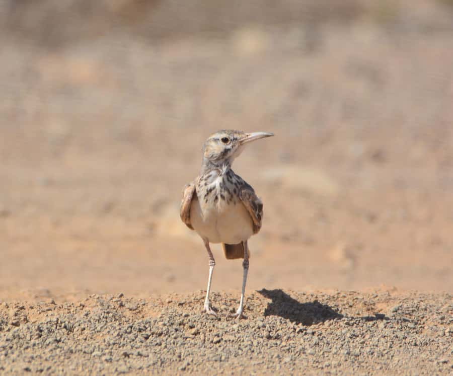 Boavista: Private Birdwatching Expedition in natural Habitat - Boa Vista’s wetlands and salt marshes