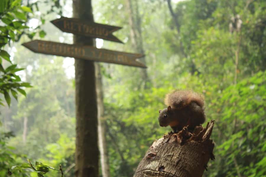 Bogota: Explore the forest and bird watching at Chicaque Natural Park - Key Points Before You Book
