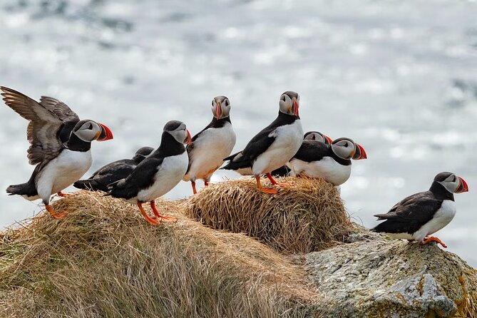 Borgarfjörður Eystri Puffin Tour from Seyðisfjörður Port - Key points to know before booking