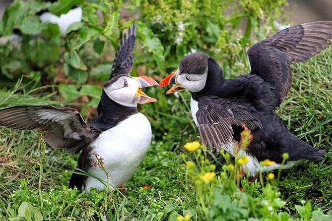 Borgarfjörður Eystri Puffin Tour from Seyðisfjörður Port - From Seyðisfjörður to East Iceland’s remote coast
