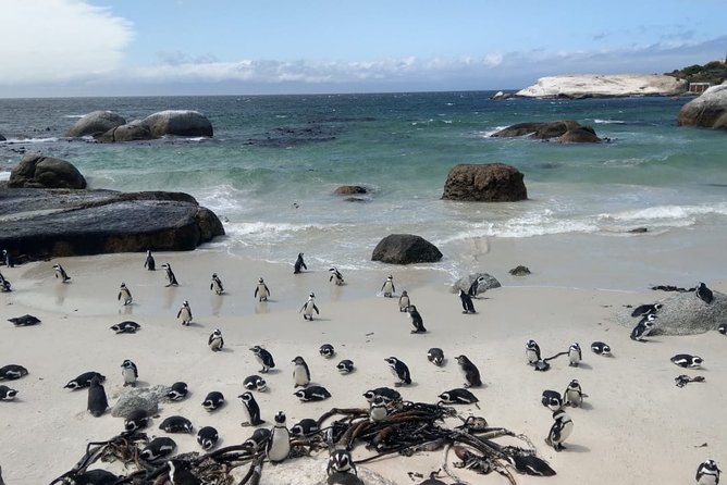 Boulders Beach Penguins and Seal Island Boat Trip Half Day Tour - Hout Bay and the boat to Seal Island