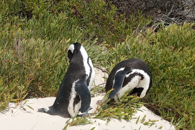 Boulders Beach Penguins and Seal Island Boat Trip Half Day Tour - Chapman’s Peak adds a scenic finish