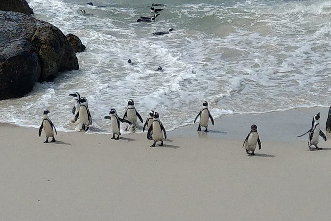 Boulders Beach Penguins and Seal Island Boat Trip Half Day Tour - How much value do you get for $75?
