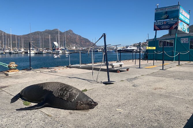 Boulders Beach Penguins and Seal Island Boat Trip Half Day Tour - Guides can shape the whole morning