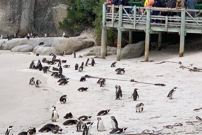 Boulders beach penguins and Wine tasting full day tour - What the $225.21 price really covers
