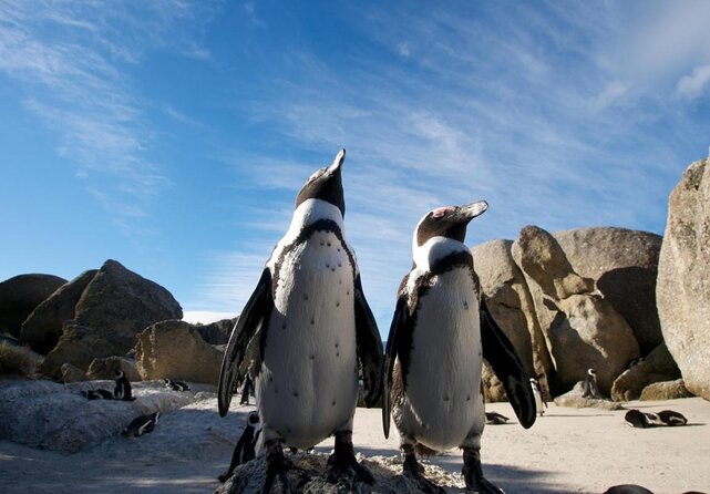 Boulders Beach Penguins Half Day Tour - Key points at a glance