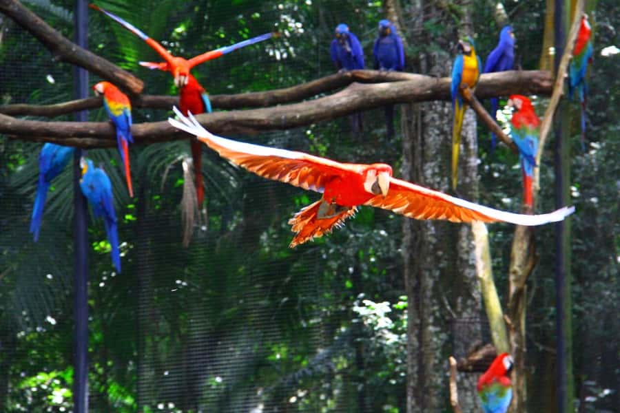 Brazilian Falls, Bird Park and Itaipu Dam - Key points at a glance