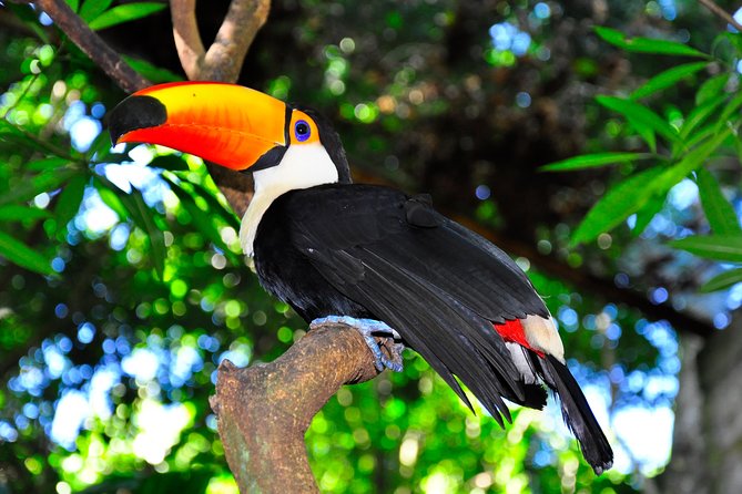 Brazilian Falls, Bird Park and Itaipu Dam from Foz do Iguaçu - Transport, meals, and the real price