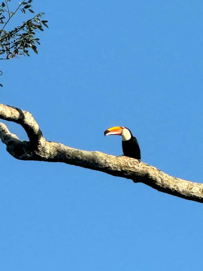 Brazilian Iguassu Falls,Bird park Boat Safari all tickets - The Brazilian side of Iguassu Falls
