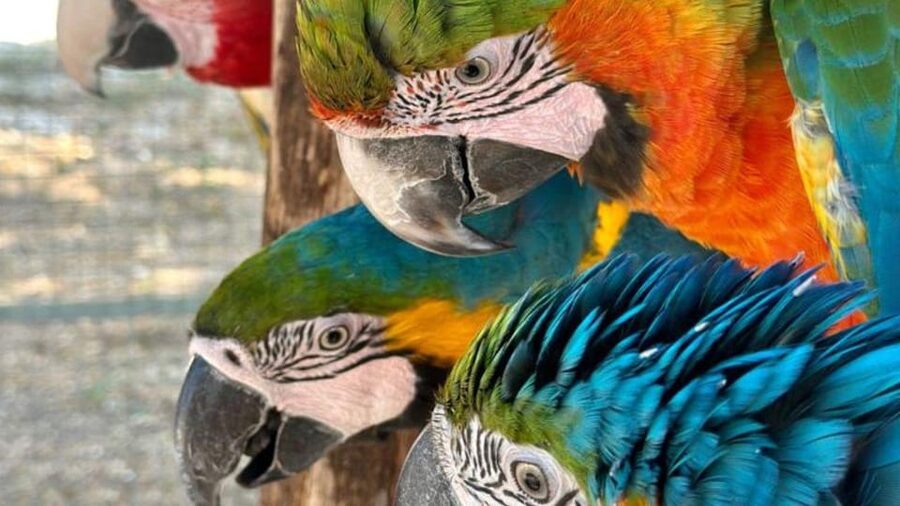 Breakfast with parrots at Masseria Mazzetta with wildlife park - Key Points at a Glance