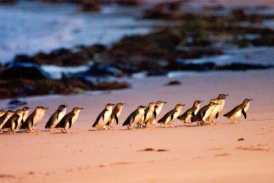 Brighton Bath Boxes & Puffing Billy & Penguin Parade 1-Day Tour