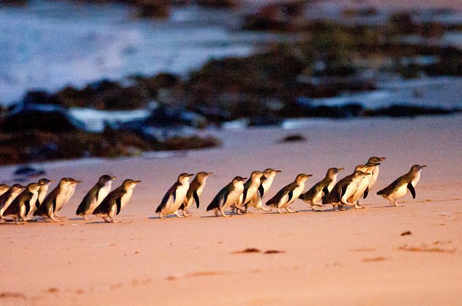 Brighton Bath Boxes & Puffing Billy & Penguin Parade 1-Day Tour - The Nobbies offers a brief coastal pause