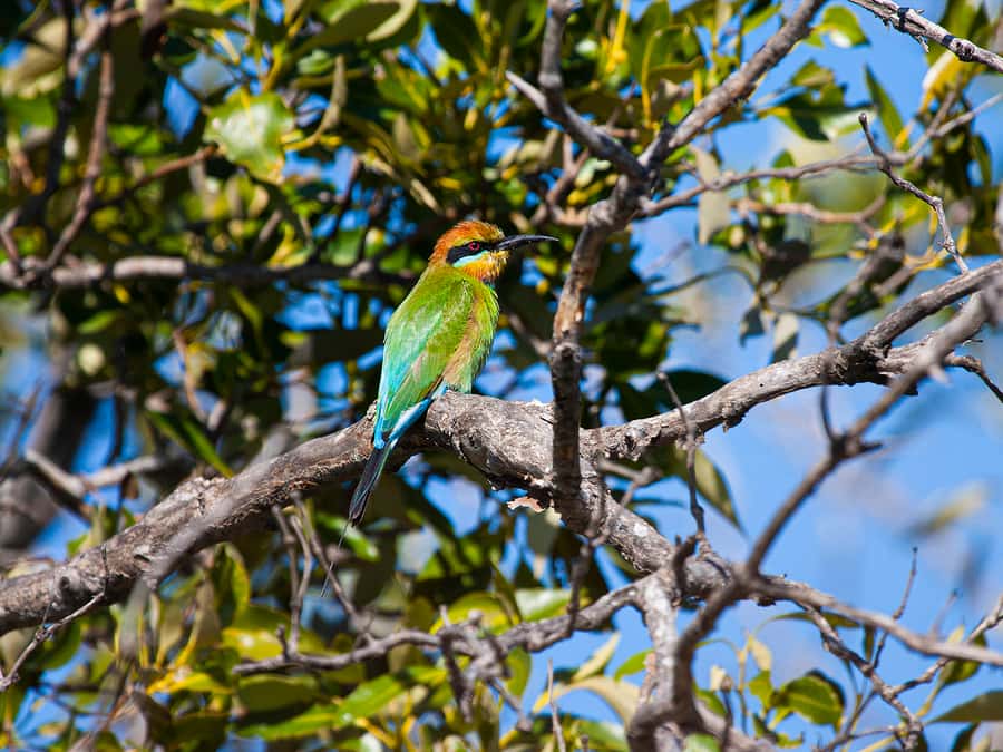 Brisbane: Kangaroos, Birds and Mangroves Coastal Tour - Key things to know before you book
