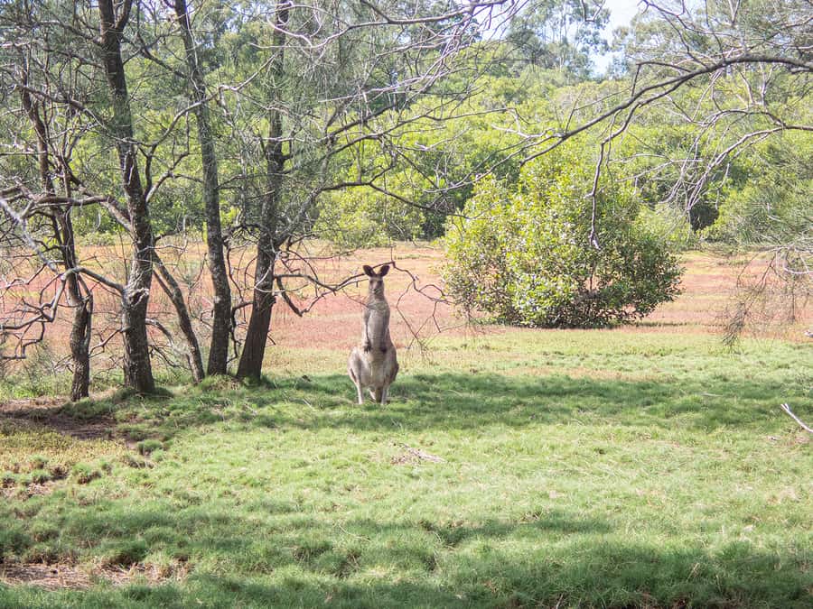 Brisbane: Kangaroos, Birds and Mangroves Coastal Tour - Why this six-hour coastal tour is different