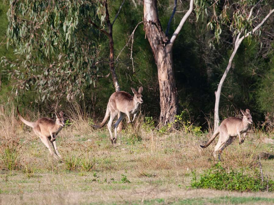 Brisbane: Kangaroos, Birds and Mangroves Coastal Tour - A short mangrove walk with plenty to watch